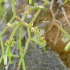 Rhipsalis baccifera La perle Cactaceae Indigène La Réunion 613.jpeg